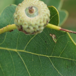 Photographie n°2201541 du taxon Quercus robur L. [1753]