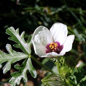  - Hibiscus trionum L. [1753]