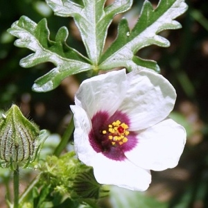 Hibiscus trionum L. (Hibiscus d'Afrique)