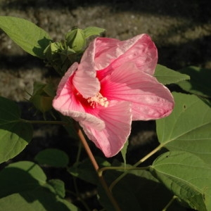 Photographie n°2201602 du taxon Hibiscus L.