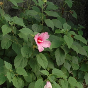  - Hibiscus L. [1753]