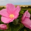  La Spada Arturo - Hibiscus palustris L. [1753]