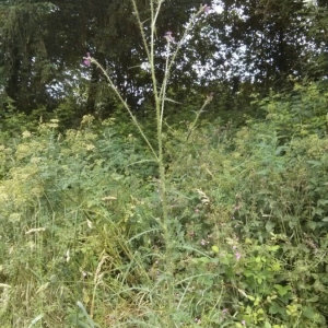 Photographie n°2201613 du taxon Cirsium palustre (L.) Scop. [1772]