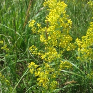 Photographie n°2201619 du taxon Galium verum L. [1753]