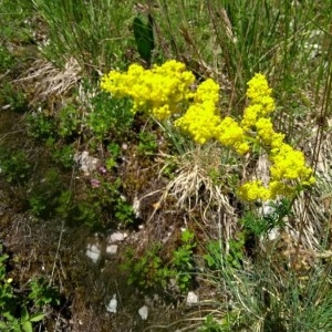 Photographie n°2201621 du taxon Galium verum L. [1753]