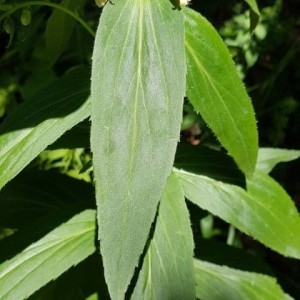 Photographie n°2201623 du taxon Digitalis lutea L. [1753]