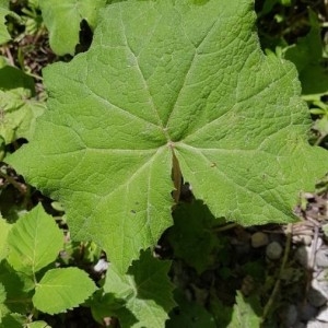 Photographie n°2201625 du taxon Petasites albus (L.) Gaertn. [1791]