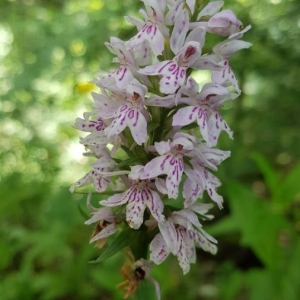 Photographie n°2201651 du taxon Dactylorhiza fuchsii (Druce) Soó [1962]