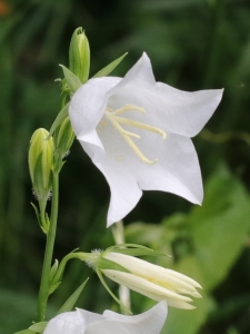 Barbara Mai, le  3 juin 2018 (35520 Melesse, France (Les Grandes Guimondières))