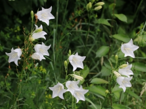 Barbara Mai, le  3 juin 2018 (35520 Melesse, France (Les Grandes Guimondières))