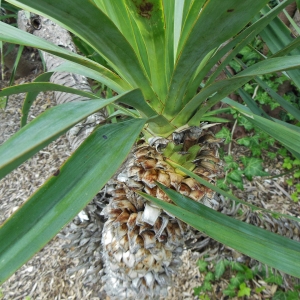 Photographie n°2201676 du taxon Yucca gloriosa L. [1753]