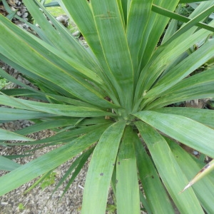 Photographie n°2201679 du taxon Yucca gloriosa L. [1753]
