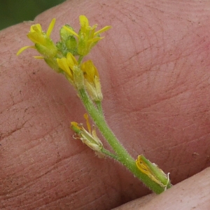 Photographie n°2201688 du taxon Sisymbrium officinale (L.) Scop.