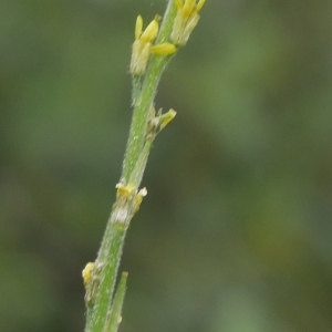 Photographie n°2201690 du taxon Sisymbrium officinale (L.) Scop.