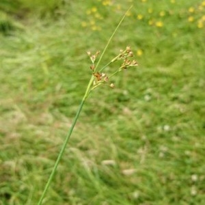Photographie n°2201693 du taxon Juncus inflexus L. [1753]