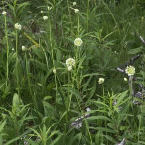 Photographie n°2201706 du taxon Allium victorialis L.