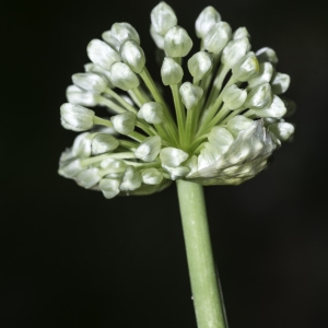 Photographie n°2201715 du taxon Allium victorialis L.