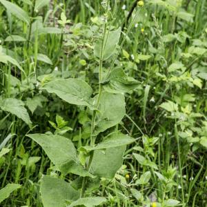 Photographie n°2201751 du taxon Doronicum austriacum Jacq. [1774]