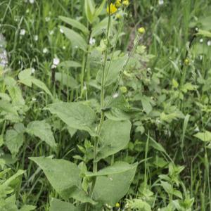 Photographie n°2201752 du taxon Doronicum austriacum Jacq. [1774]