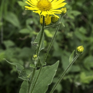 Photographie n°2201756 du taxon Doronicum austriacum Jacq. [1774]