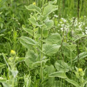 Photographie n°2201758 du taxon Doronicum austriacum Jacq. [1774]