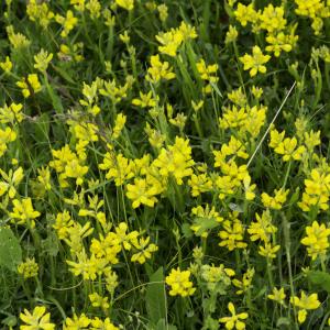 Photographie n°2201763 du taxon Genista sagittalis L.
