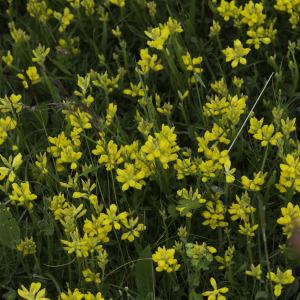 Photographie n°2201764 du taxon Genista sagittalis L.