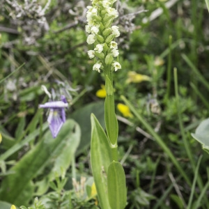 Photographie n°2201818 du taxon Pseudorchis albida (L.) Á.Löve & D.Löve