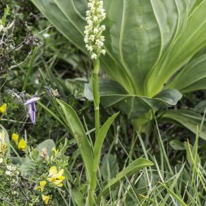 Photographie n°2201822 du taxon Pseudorchis albida (L.) Á.Löve & D.Löve