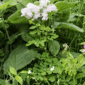 Photographie n°2201826 du taxon Thalictrum aquilegiifolium L.