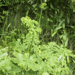 Photographie n°2201834 du taxon Thalictrum aquilegiifolium L.