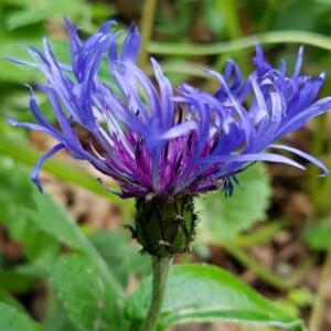 Photographie n°2201846 du taxon Cyanus montanus (L.) Hill [1768]