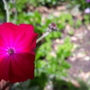 Photographie n°2201855 du taxon Lychnis coronaria (L.) Desr. [1792]