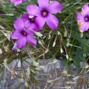 Photographie n°2201857 du taxon Oxalis articulata Savigny [1798]