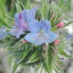 Photographie n°2201881 du taxon Echium vulgare L. [1753]