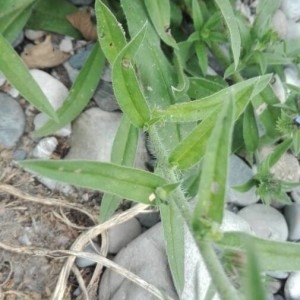 Photographie n°2201883 du taxon Echium vulgare L. [1753]