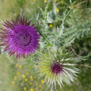 Photographie n°2201889 du taxon Carduus nutans L. [1753]