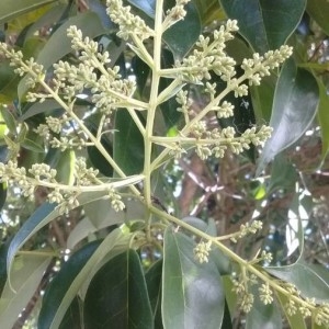 Photographie n°2201896 du taxon Ligustrum lucidum W.T.Aiton [1810]