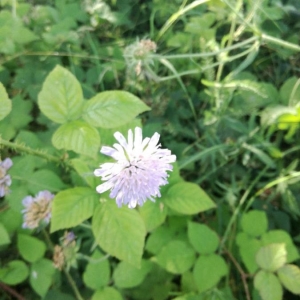 Photographie n°2201930 du taxon Knautia arvensis (L.) Coult. [1828]