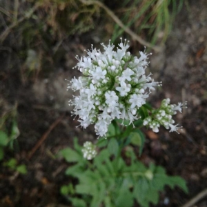 Photographie n°2201932 du taxon Valeriana officinalis L. [1753]