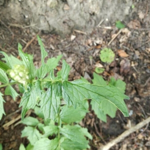 Photographie n°2201933 du taxon Valeriana officinalis L. [1753]