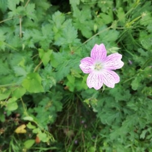 Photographie n°2201935 du taxon Geranium versicolor L. [1755]