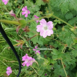 Photographie n°2201936 du taxon Geranium versicolor L. [1755]