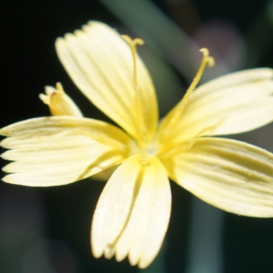 Photographie n°2201971 du taxon Lactuca muralis (L.) Gaertn. [1791]