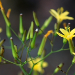 Photographie n°2201976 du taxon Lactuca muralis (L.) Gaertn. [1791]