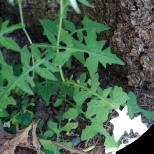 Photographie n°2201980 du taxon Lactuca muralis (L.) Gaertn. [1791]