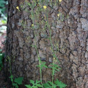 Photographie n°2201981 du taxon Lactuca muralis (L.) Gaertn. [1791]