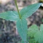  Liliane Roubaudi - Epilobium alpestre (Jacq.) Krock. [1787]