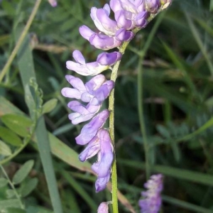 Photographie n°2202002 du taxon Vicia cracca L. [1753]