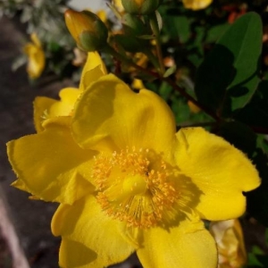 Photographie n°2202008 du taxon Hypericum x hidcoteense Hilling ex Geerinck